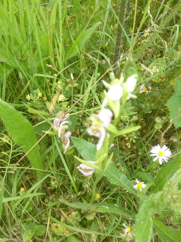 Local orchids