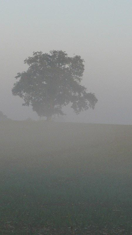 A misty morn in Carlton