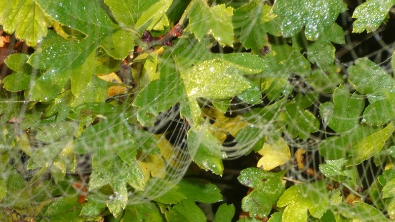 Spider webs on leaves in the morning dew
