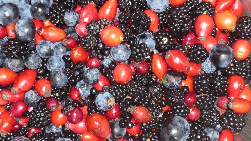 Local hedgerow bounty - wild fruits