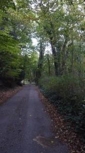 A quiet Kelsale country lane