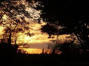 Sunset through the trees at Kelsale cum Carlton
