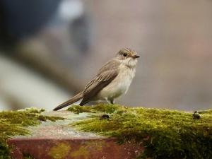 A picture of a Spotted flycatcher on a branch