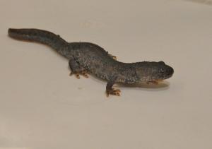 A Picture of a Great Crested Newt in a bowl during a Group audit of a pond in the village