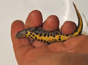 A Great Crested Newt in a hand during a Group survey of a pond in the Parish