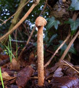 Another picture of the Sandy Stiltball, Battarrea phalloides, an inedible species of mushroom in the family Agaricaceae, and the type species of the genus Battarrea.