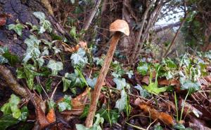 Another picture of the Sandy Stiltball, Battarrea phalloides, an inedible species of mushroom in the family Agaricaceae, and the type species of the genus Battarrea.