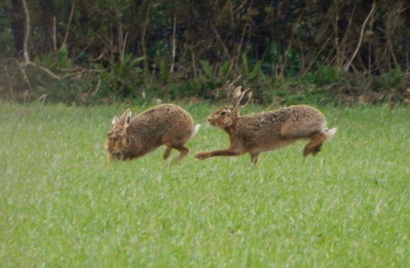 A picture of two brown hares (Lepus europaeus) frollicking in a wheat sown field in early spring.
