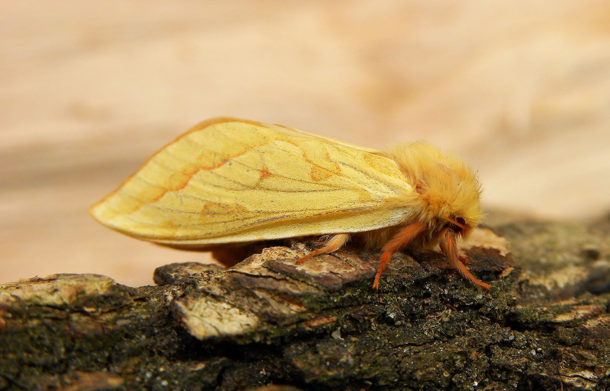 Bot Moth Butterfly & Moth Gallery - Kelsale-cum-Carlton Parish Council