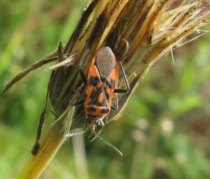 A picture of Corizus hyoscyami, a species of scentless plant bug belonging to the family Rhopalidae, subfamily Rhopalinae. It is commonly called the cinnamon bug or black and red squash bug.