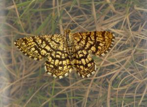 A picture of a Latticed Heath Moth in its grassland environment. Its wings are speckled in yellow hues.