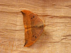 A Picture of the Oak Hook-tip moth, Drepana binaria, a moth of the family Drepanidae.