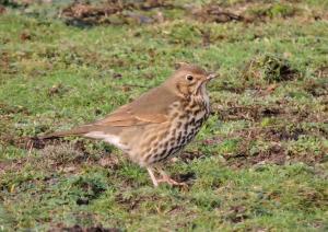 A picture of a song thrush on the ground