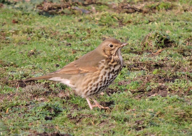 A picture of a song thrush on the ground
